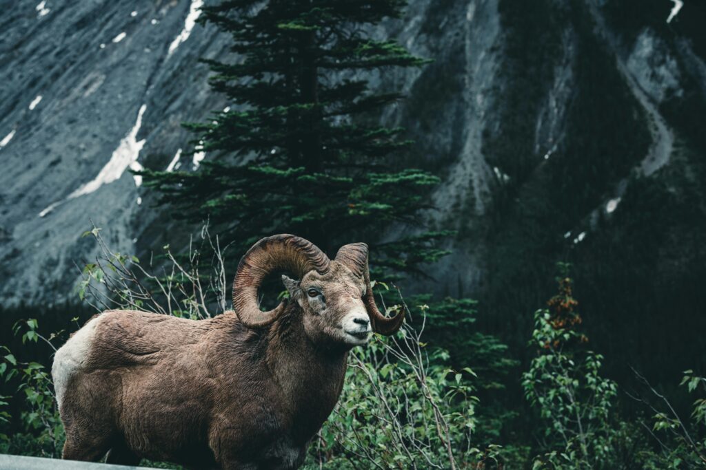 A majestic bighorn sheep stands proudly in Jasper National Park, surrounded by natural beauty.